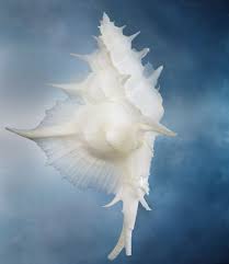 Kenzotrufi Joyce Tenneson Photography Muschelkunst Muscheln Tiere