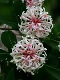 Image result for Dais cotinifolia