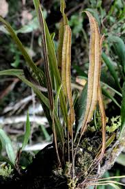 Image result for Elaphoglossum kivuense