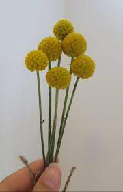 Check spelling or type a new query. Billy Buttons Felt Ball Flowers The Felt Factory
