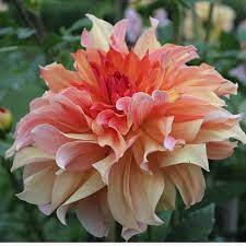 Dahlia Detectives 7 Mysterious Heirlooms From An Earlier Century Gardenista Dahlias Garden Flower Farm Dahlia Flower