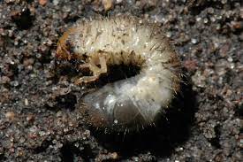 Do Not Treat Japanese Beetle Grubs In Spring