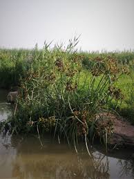 Image result for Cyperus dives