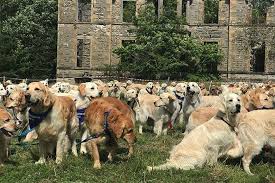 Their breeding began in scotland in the second half of the 19th century since the hunting of wildfowl was immensely popular among the scottish aristocrats. 361 Golden Retrievers Gather In Scottish Village To Mark Dog Breed S 150th Anniversary Europe News Top Stories The Straits Times
