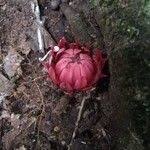 Image result for Thonningia