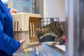 As an average, breeders and/or catteries will offer kittens for sale at about 3 months old. Buying A Kitten Online During Covid 19 Cats Protection