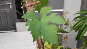 Check spelling or type a new query. Ternyata Bentuk Daun Anggur Bisa Berubah Anggur Transfiguration Youtube