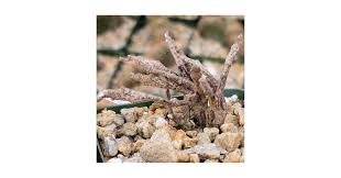 Image result for Euphorbia platycephala