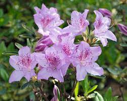 Wenn der frühling endlich wieder fahrt aufnimmt, ist die zeit für den rhododendron gekommen. Azaleen Tipps Zur Pflanzung Und Pflege Mein Schoner Garten