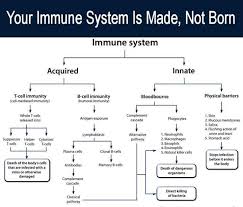 Immune System Flowchart Medical Laboratory Medical Lab