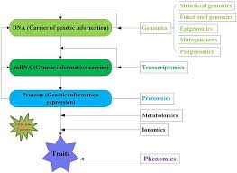 Pdf | rho gtpases are molecular switches that control a wide variety of signal transduction pathways in all eukaryotic cells. Frontiers Applications Of Multi Omics Technologies For Crop Improvement Plant Science