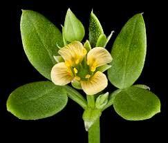 Image result for Zygophyllum leucocladum