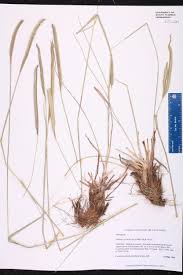 Image result for Ctenium