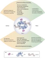 Under salt and drought, these responses are triggered by primary osmotic stress signals (see chaves et al. Tor Signaling In Plants Conservation And Innovation Abstract Europe Pmc