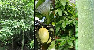 Image result for Pachira glabra