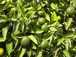 Image result for Citrus × aurantium