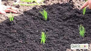 (how many, of course, depends on the size of your cup.) if the scallions get too crowded, simply move them to a larger container and change out the water. 3 Ways To Grow Spring Onions Wikihow