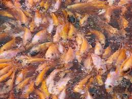 • untuk mencapai matlamat ini sebanyak 30 buah pusat penetasan yang berkemampuan menghasilkan benih tilapia merah sebanyak 10 juta ekor setahun perlu dibangunkan sehingga tahun 2010. Cara Beternak Dan Budidaya Ikan Nila Merah Yang Menguntungkan Untuk Usaha