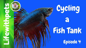 Betta Care 101 - Nitrogen Cycle