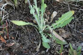 Image result for Turritis glabra