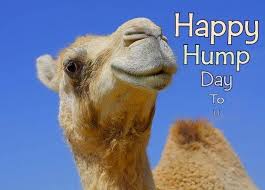 Hump day is a commercial while caleb announces hump day in the office. 50 Beautiful Hump Day Wish Pictures And Images