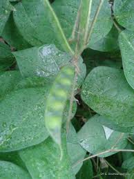 Image result for Macrotyloma africanum