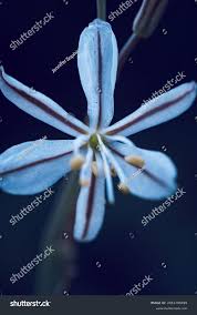 Image result for Trachyandra saltii