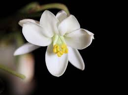 Pin On The Power Of Moringa Olifera The Tree Of Life Zija The Moringa Companyhttp Vcdovicenko Myzija Com