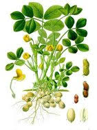 Image result for Arachis hypogaea