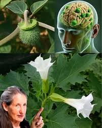 Image result for Datura stramonium