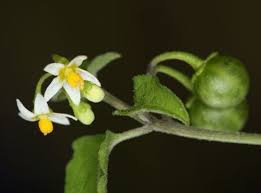 Image result for Solanum americanum