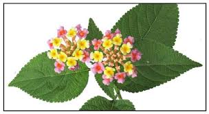 Lantana Kantutay Lantana Camara Philippine Medicinal Herbs Philippine Alternative Medicine Herbal Plants Medicinal Plants Lantana