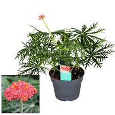 Image result for Jatropha multifida