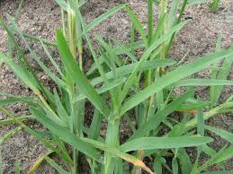 Image result for Chloris pycnothrix