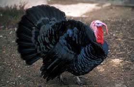 Black And White Turkey Breed Thanksgiving Black Spanish Turkey Animais De Quinta Aves Passaros