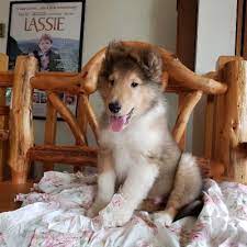 Collie Puppies Collie Puppies Collie Puppies For Sale Kittens And Puppies