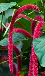Image result for Acalypha welwitschiana