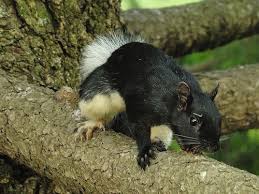 Black And White Squirrel Like Animal Tuxedo Squirrel Squirrel Animal Pictures Animals