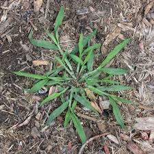 Image result for Digitaria diagonalis
