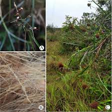 Image result for Scleria sp.no.1