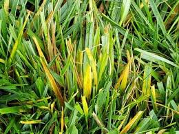 The hot and dry weather can turn your green lawn into a brown plain. Why Is My Grass Turning Yellow 5 Ways To Turn It Green Fast Cg Lawn