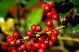 The oakland holly tree is a phenomenal upright holly from the southern living plant collection. Blue Princess Holly Plant Care Growing Guide