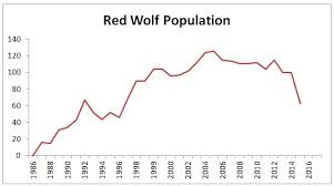Red Wolf Population Plunges To As Few As 50 As Feds Gut