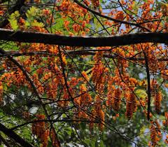 Image result for Cassia burttii