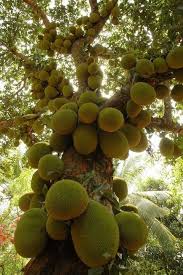 The jackfruit tree doesn't have many serious problems with pests or diseases, though. Welcome To Kattakkada The Jackfruit Town The Hindu