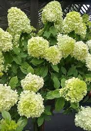Limelight Hydrangea Paniculata Tree Form Small Pink Flowers Limelight Hydrangea Flowering Trees