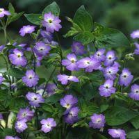 Image result for Browallia americana