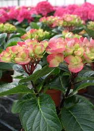 Abracadabra Orb Hydrangea Monrovia Abracadabra Orb Hydrangea Planting Hydrangeas Buy Hydrangeas Plant Zones
