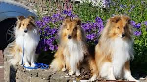 Sahibinden ücretsiz yada petshop'tan satılık border collie yavrusu fiyatları. Shetland Coban Kopegi Kopek Cinsleri Petipet