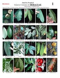 Image result for Moraceae